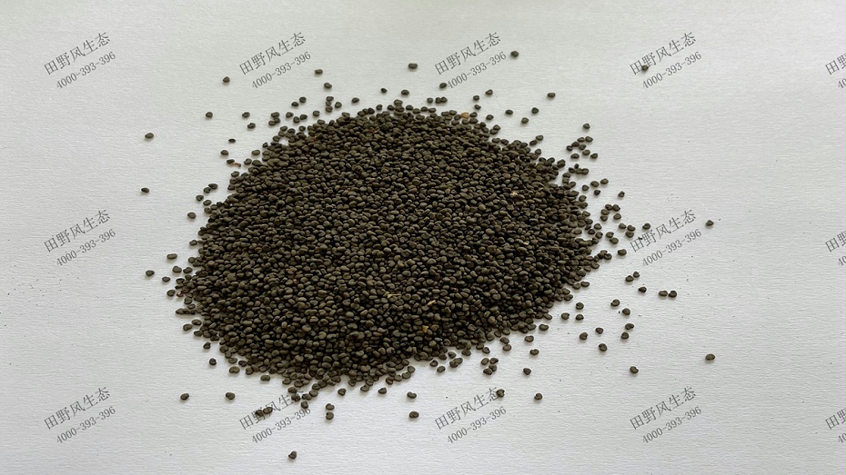 檢秋羅花種種子 檢秋羅花種種子