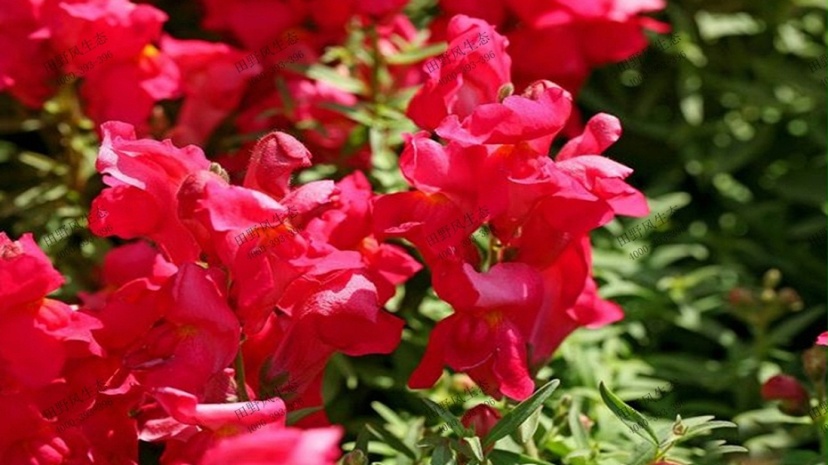 紅色金魚草 紅色金魚草