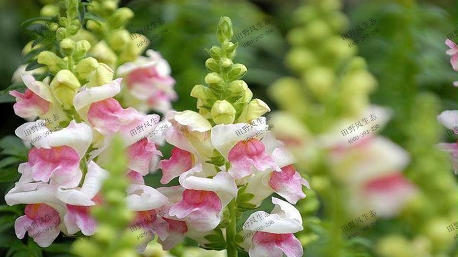 粉色金魚草 粉色金魚草