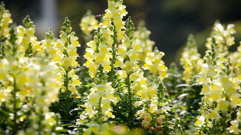 黃色金魚草 黃色金魚草