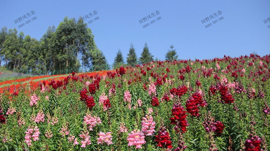 金魚草成片效果展示 金魚草成片效果展示