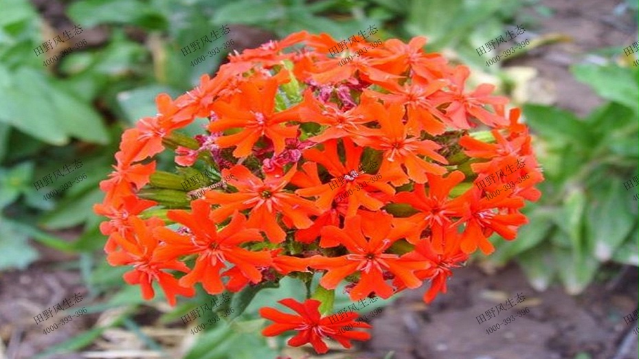 橘色剪秋羅 橘色剪秋羅