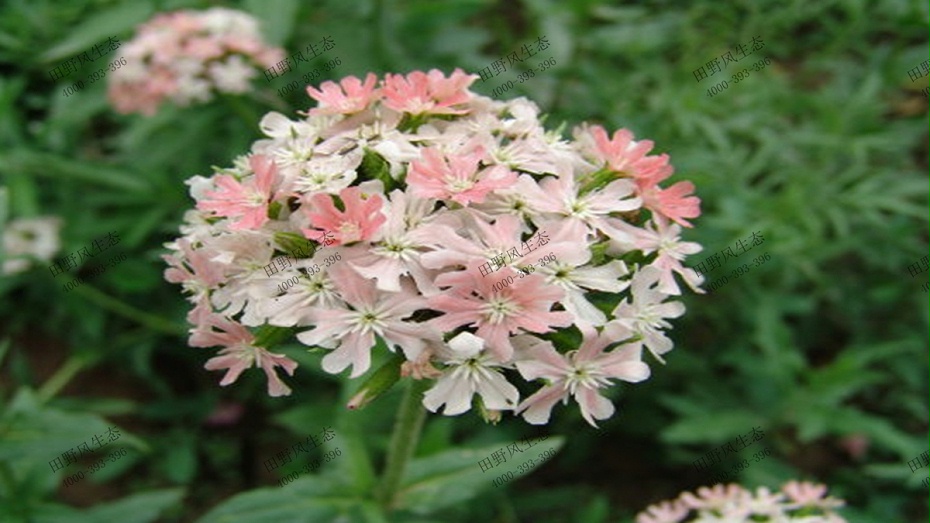 粉色剪秋羅 粉色剪秋羅