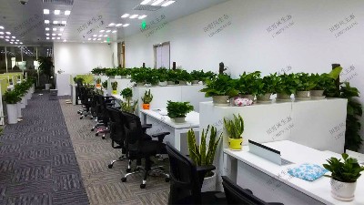 國泰君安證券股份有限公司植物租擺案例 國泰君安證券股份有限公司植物租擺案例