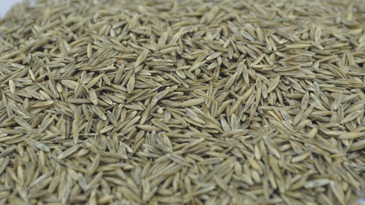 哪里能買到價(jià)格便宜的草種草籽？