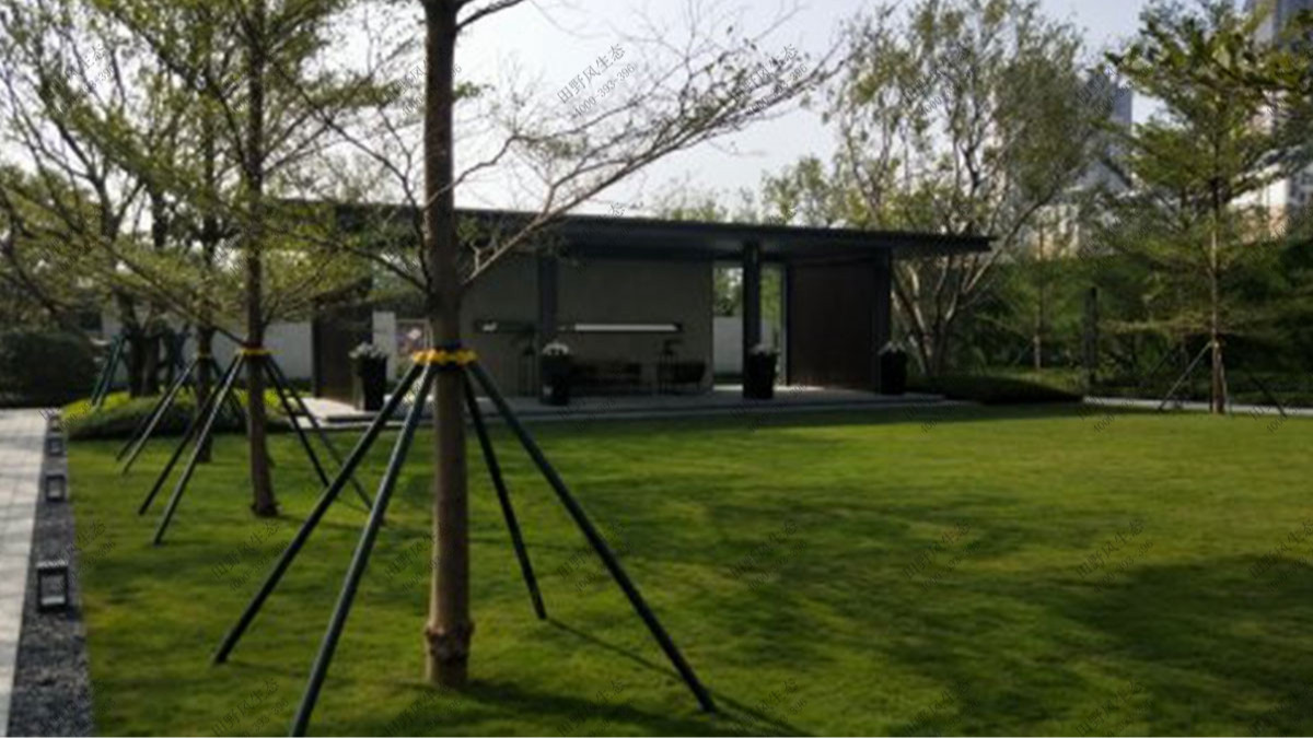 廣州融創(chuàng)文旅城小區(qū)植物花卉養(yǎng)護案例 廣州融創(chuàng)文旅城小區(qū)植物花卉養(yǎng)護案例