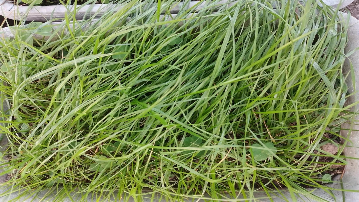 黑麥草草種批發(fā) 黑麥草草種批發(fā)