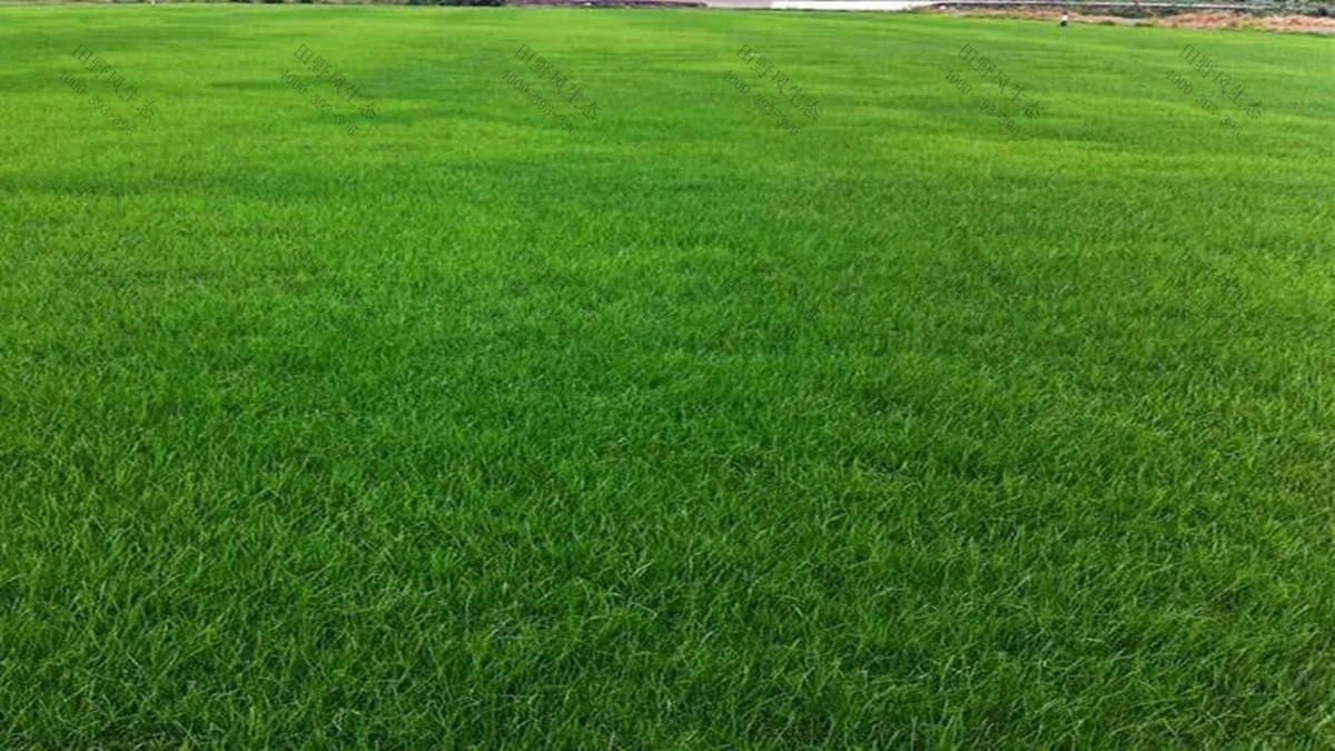 黑麥草草種批發(fā) 黑麥草草種批發(fā)
