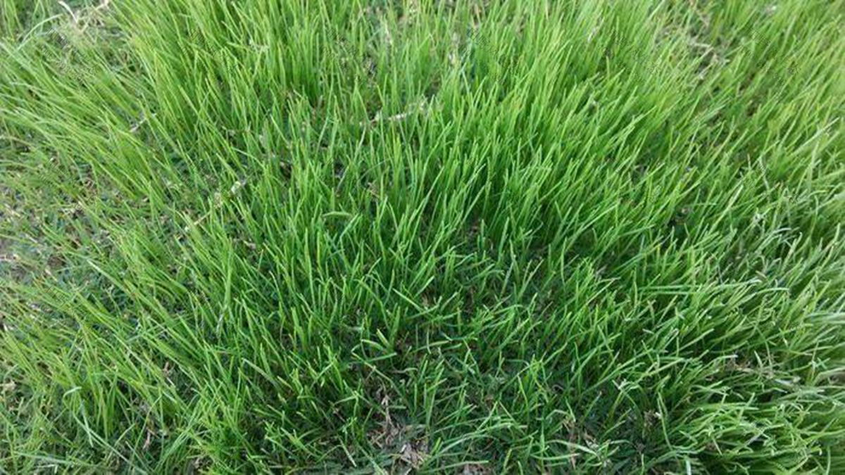 黑麥草草種批發(fā) 黑麥草草種批發(fā)