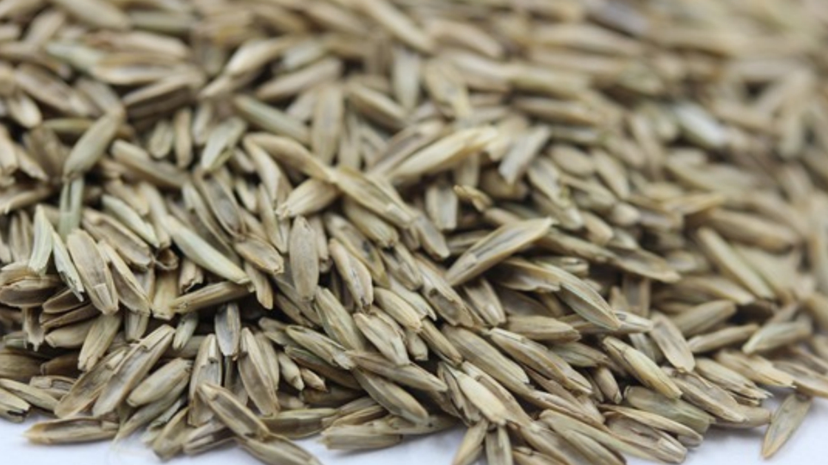 白標(biāo)黑麥草種子 白標(biāo)黑麥草種子