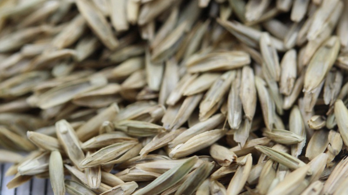 白標(biāo)黑麥草種子 白標(biāo)黑麥草種子