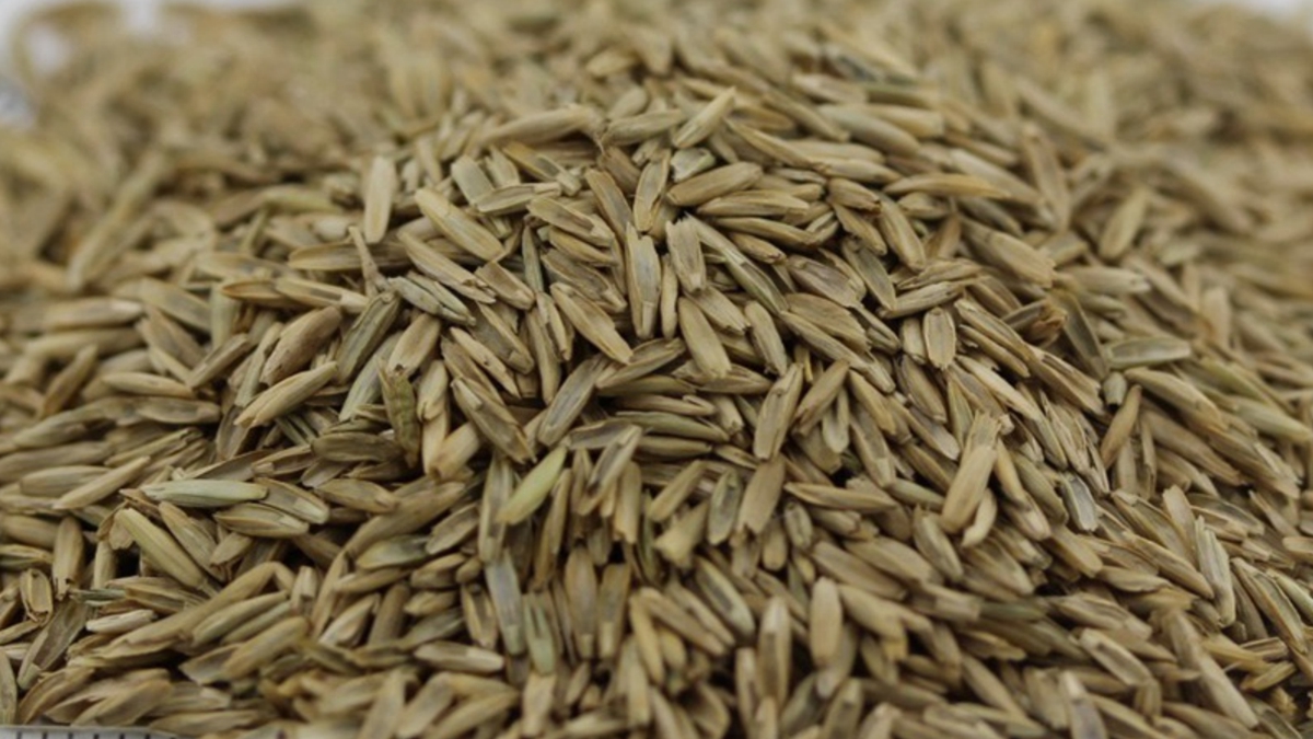 白標(biāo)黑麥草種子 白標(biāo)黑麥草種子