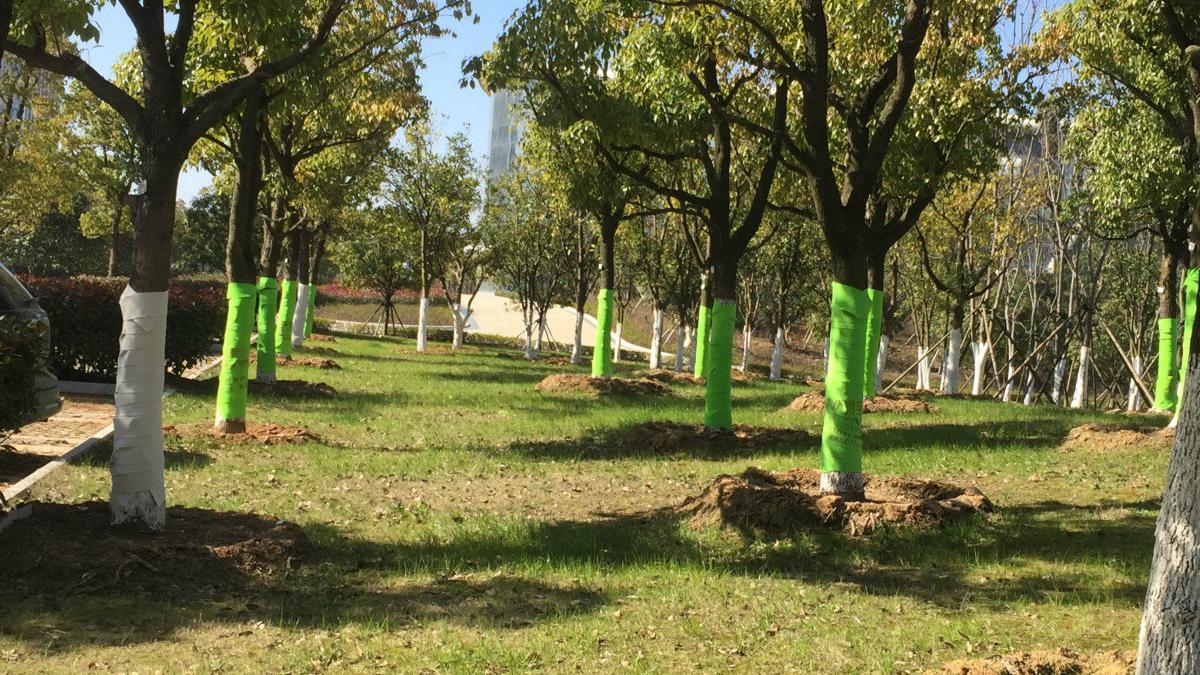 綠化養(yǎng)護(hù) 綠化養(yǎng)護(hù)