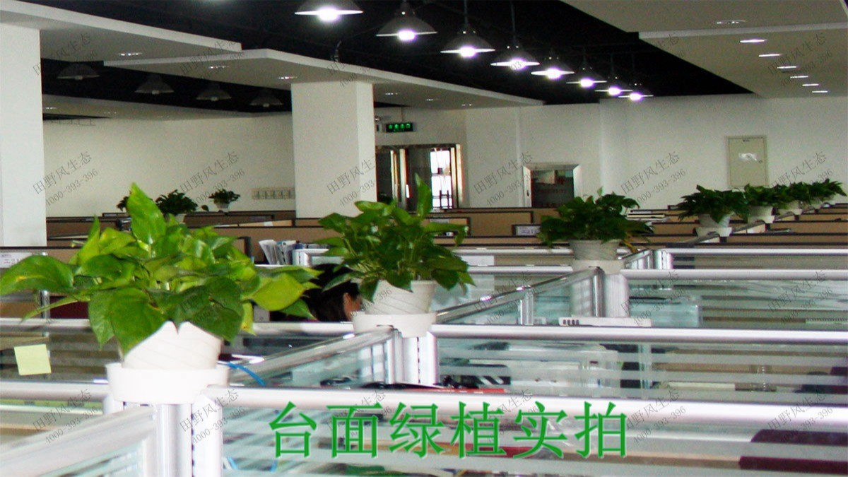 廣州二建公司植物租賃精品展示 廣州二建公司植物租賃精品展示