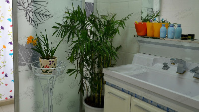 公寓植物租擺 公寓植物租擺