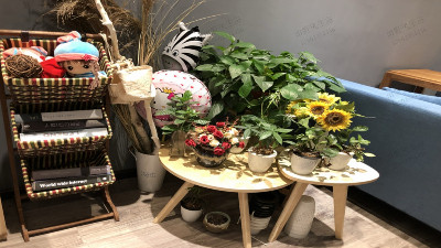 咖啡店植物租擺 咖啡店植物租擺