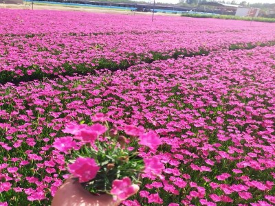 美國(guó)石竹花的養(yǎng)殖方法和注意事項(xiàng)